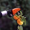 M Extra Long Fruit Picker Telescopic Pruning And Hold Bypass Pruner Max Cutting Fruit Picker Tree Cutter Garden Reasonable